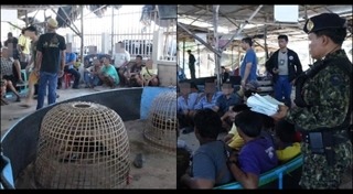 บ่อนไก่