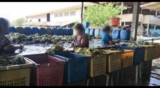 ผักกาดขาว