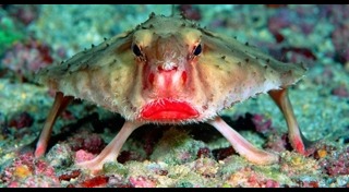 ปลาค้างคาวปากแดง