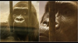 สวนสัตว์พาต้า