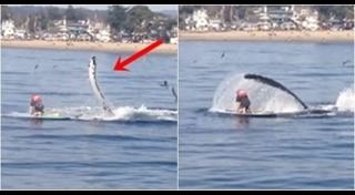 วาฬหลังค่อม