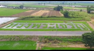 ปลูกข้าว