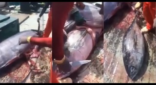 ปลาทะเลน้ำลึก