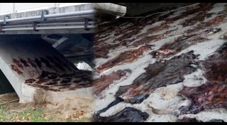 กินหมาที่จีน