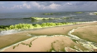 ขี้ปลาวาฬ