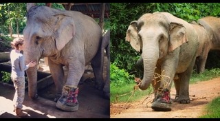 ช้างพิการ