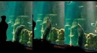 ปลาไหลทะเล