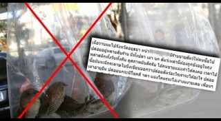 ปล่อยนก