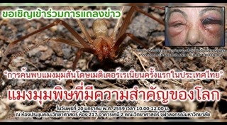 แมงมุมกัด