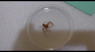 แมงมุมกัด