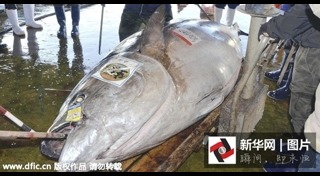 ปลาทูน่า