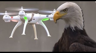 นกอินทรี