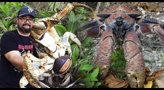 ปูมะพร้าว