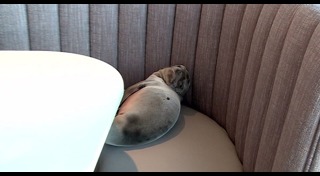 สิงโตทะเล