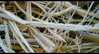 แม่คะนิ้ง