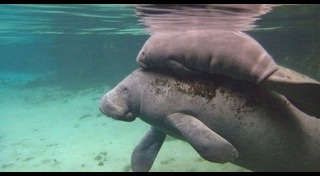 แมนนาที