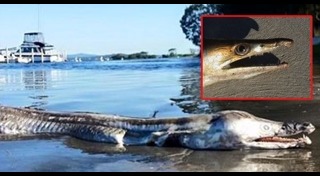 สัตว์ดึกดำบรรพ์