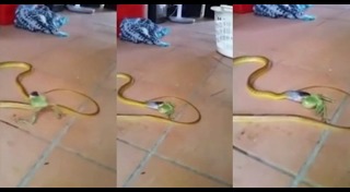 งูกินหาง