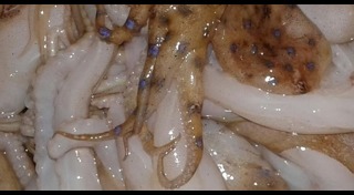 ปลาหมึกพิษ