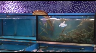 ปลาไหลทะเล