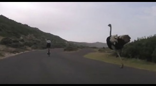 นกกระจอกเทศ