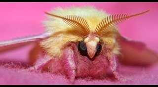 ผีเสื้อ