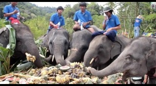 วันช้างไทย