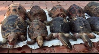 ปล่อยเต่า