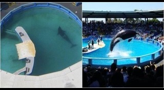 วาฬเพชฌฆาต