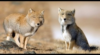 จิ้งจอกทิเบต