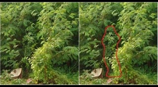 สไนเปอร์