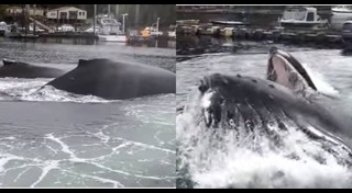 วาฬหลังค่อม