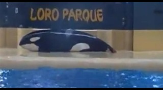 วาฬเพชฌฆาต