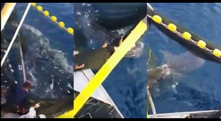 ฉลามติดอวน