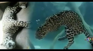 เชียงใหม่ไนท์ซาฟารี