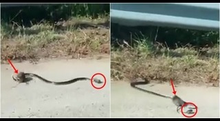 งูกินหนู