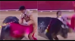 กระทิงไล่ขวิดคน