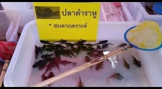 ปลาซัคเกอร์