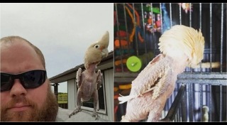 นกกระตั้ว