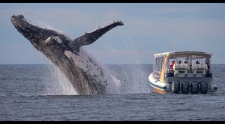 วาฬหลังค่อม