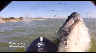 วาฬหลังค่อม