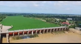 ผักตบชวา