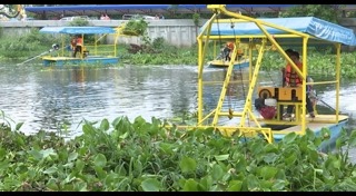 ผักตบชวา