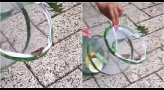 ผีเสื้อ