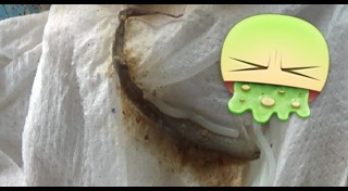 ร้านอาหารพิษณุโลก