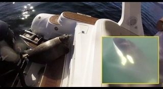 วาฬเพชฌฆาต