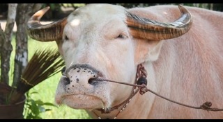 ควายเผือก