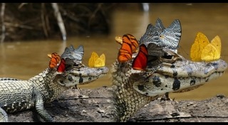 ผีเสื้อ