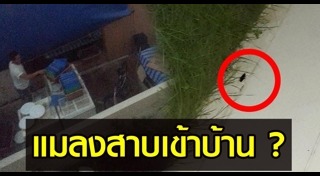 แมลงบุกบ้าน