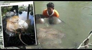 ปลายักษ์